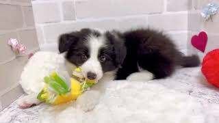 ボーダーコリーの動画02