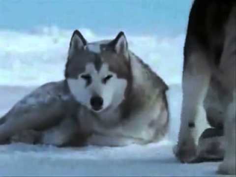 Yalniz Kurt - Canlandirma [Ahmet Safak]