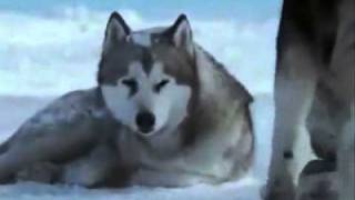 Yalniz Kurt - Canlandirma [Ahmet Safak]