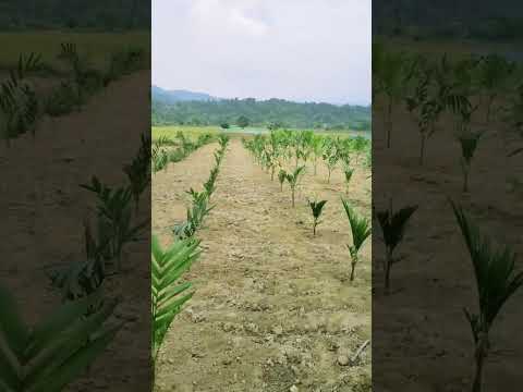 BETEL NUT 🌴🌴FARMING PROCESS