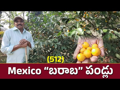 Caribbean Islands, Mexico "Barbara fruit" ||hari babu ||natural farming