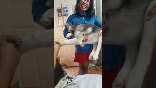 This husky don&#39;t want to see his nails cut #huskypuppy #huskylife #shorts #husky