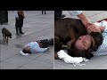 Stray Dog Comforts An Injured Man On The Ground