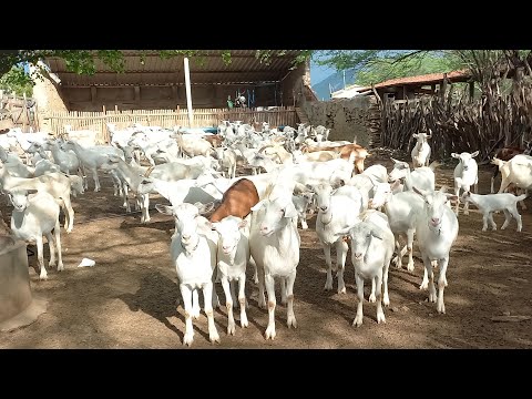 FUI VISITAR O MAIOR CRIADOR DE CABRAS LEITEIRA SAANEN EM BOQUEIRÃO CARIRI PARAIBANO 