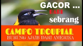 Download lagu burung campo troupial gacor ,suara unik,dari sebrang ,amerika latin mp3 Download lagu burung campo troupial gacor ,suara unik,dari sebrang ,amerika latin mp3