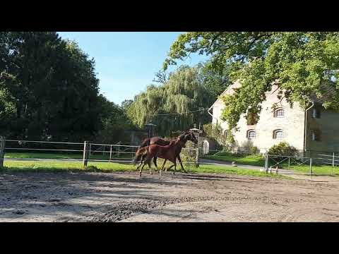 Vivaldon x Don Romantic Oldenburger Stutfohlen Trab