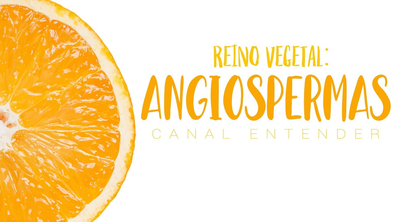 ANGIOSPERMAS - Reino Vegetal