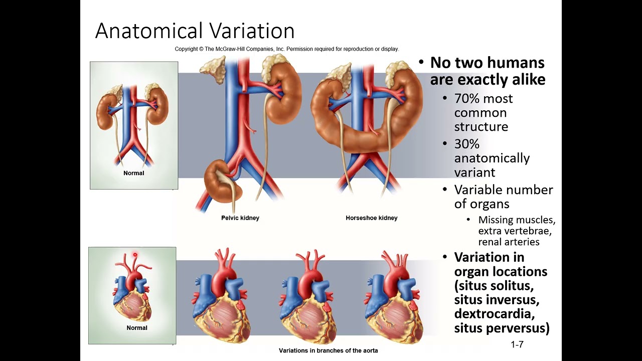 Chapter 1 Major Themes of Anatomy and Physiology Micro Lecture 2