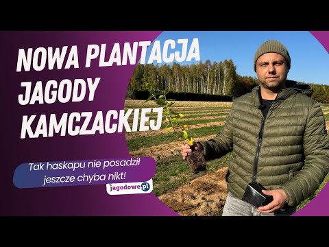 A new haskap berry plantation - probably no one has ever planted haskap like this before!