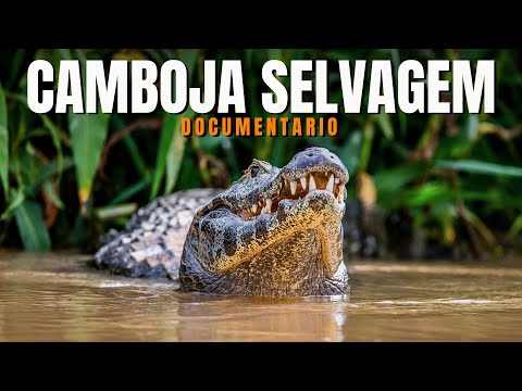 WILD CAMBODIA: Surviving Famine and Flood - Documentary