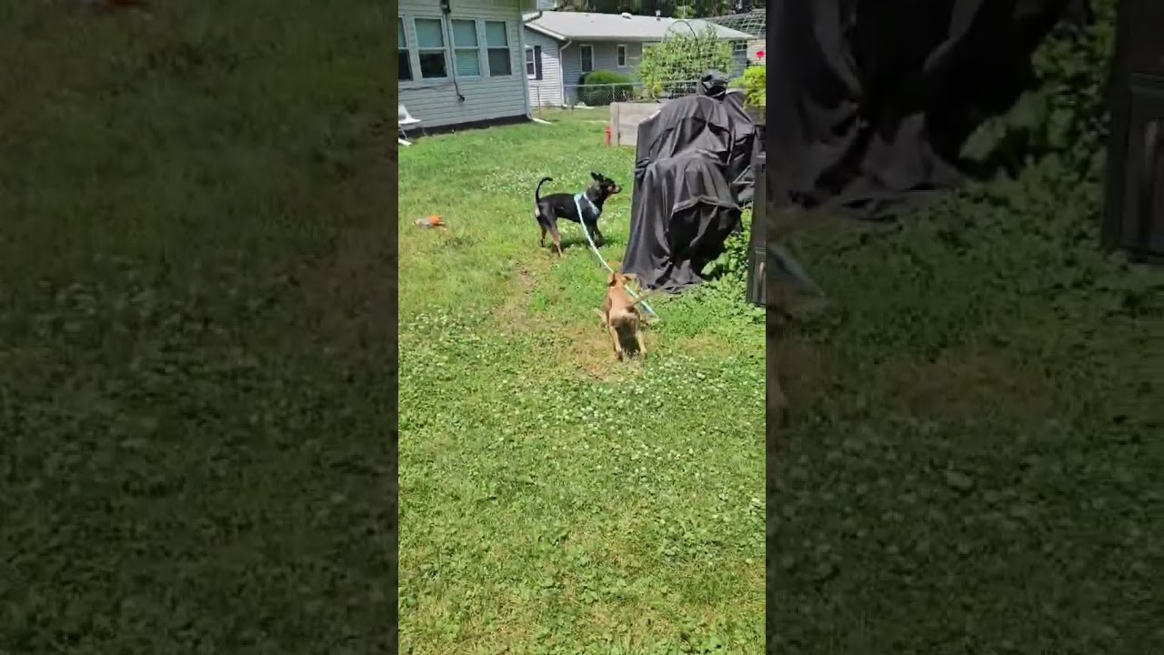 Bruno, a Adoptable mixed breed in Dyer, IN video 6/6