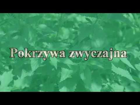 Popularnym środkiem zwiększeniem siły Sosnowe i potencji