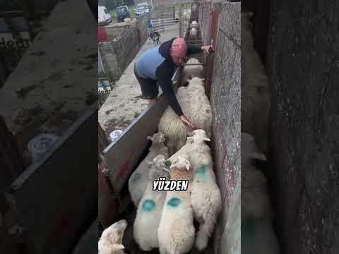 Tek Bir Hata Saatlere Mal Oldu! 😱🐑