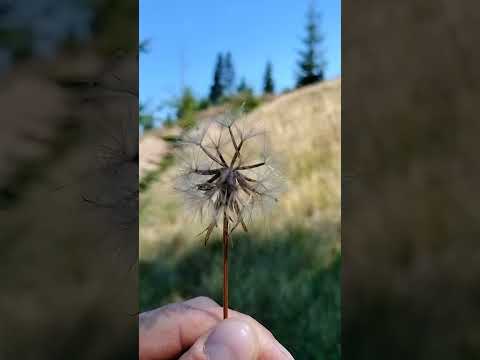 O suflare este omul!                      Ca un abur care se trece