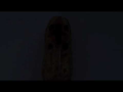 106 contained successful REMAKE