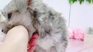 ハーフ犬の動画01