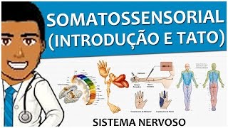 Sistema Nervoso 13 – Sistema Somatossensorial I: Introdução e o Tato (vídeo-aula)