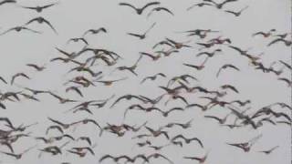 preview picture of video 'Huge flock of Greater White-fronted goose'