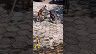 Download lagu Pertarungan Ayam Jago VS Monyet mp3 Download lagu Pertarungan Ayam Jago VS Monyet mp3