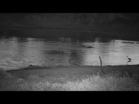Djuma: Two Hippos arrive-mom and teen calf - 04:19 - 12/02/21