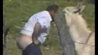 Самые смешные видео про животных, со всего рунета!