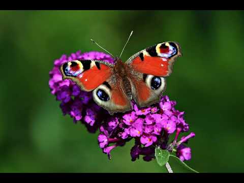 Die 7 schönsten Schmetterling Deutschlands und Österreichs✨🌟