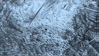 FRANK ZAPPA -- TOADS OF THE SHORT FOREST