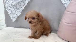 ハーフ犬の動画01