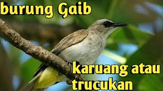 Download lagu SUARA PIKAT BURUNG KARUANG ATAU TRUCUKAN mp3