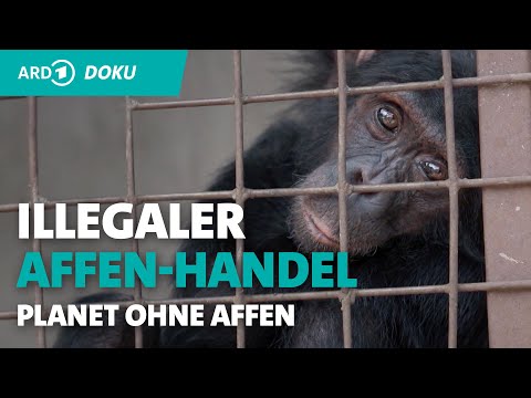 Bonobo auf Kaufhausdach: Reporter Michel Abdollahi deckt illegalen Tieraub auf | Planet ohne Affen