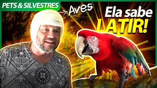 Miniatura do vídeo