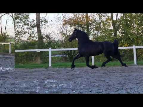 Stal Okkema's Joep - Jurre x Doaitsen - Gelding - 2019