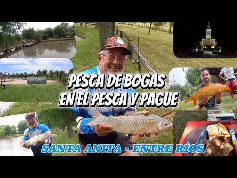 PESCA DE BOGAS EN EL PESCA Y PAGUE EN SANTA ANITA ENTRE RÍOS #stancofishing #pesca #pescaria #bogas 
