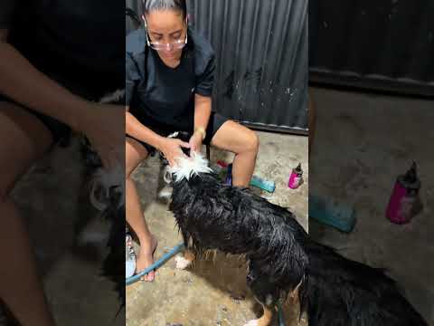 Tipo FIZ SERVIÇO DE PET SHOP EM CASA