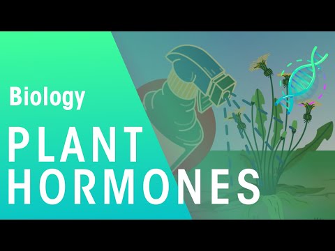 Uses of Plant Hormones | Plants | Biology | FuseSchool