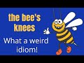 The Bee S Knees A Lesson In False Idiom Origins Folk Etymology