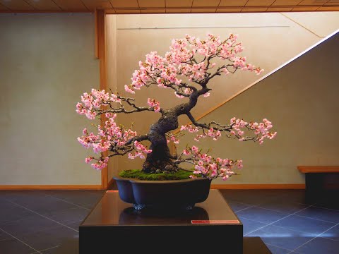 image-Can you grow a bonsai tree in a jar?