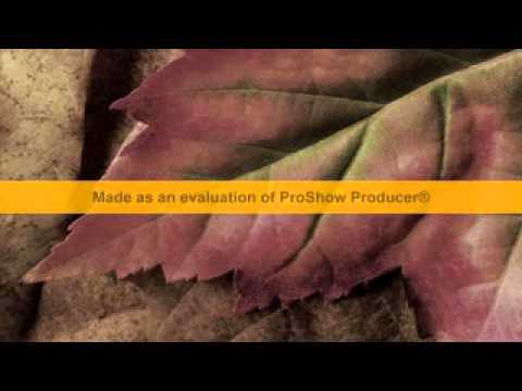 Bài thơ hoa cúc Sheet - Thu Giang