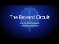 The Reward Circuit: How the Brain Responds to Methamphetamine