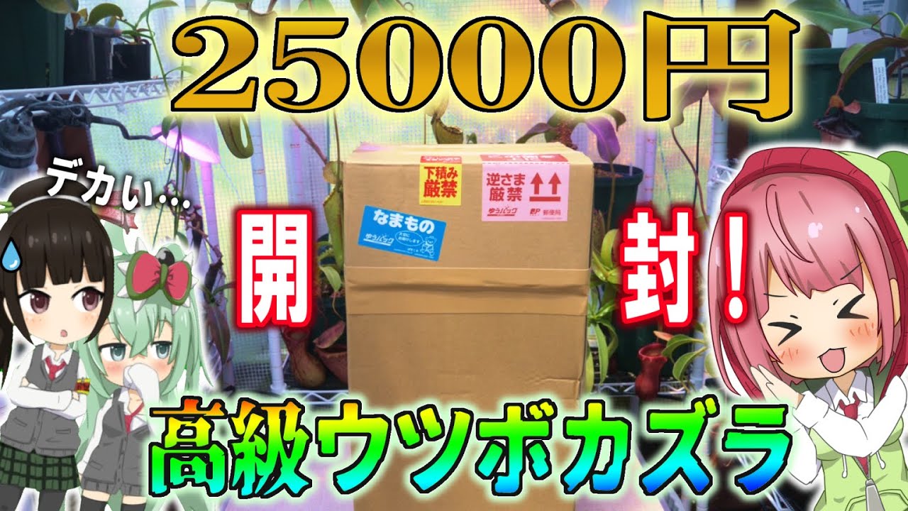2万円を超えるウツボカズラってどんなの？開封して紹介するよ！【食虫植物TV】