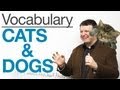 Vocabulary Cats and dogs