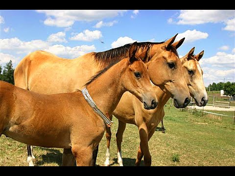 THE AKHAL-TEKE • A HORSE OF HISTORY