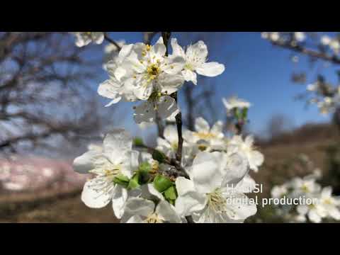 3 Llojet e ëndrrave!    Çfarë duhet të beni nëse shikoni ëndërr të keqe?!