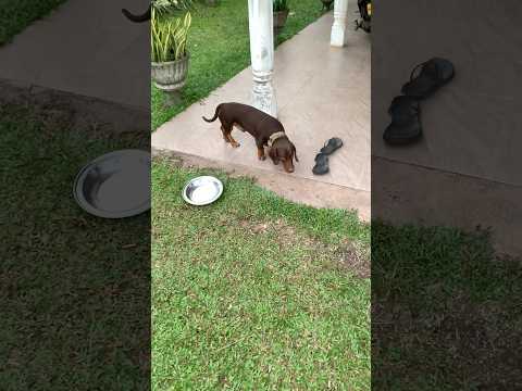 ලගට යද්දි දුවන චන්ඩි 😂🐶 || Funny Dachshund🤣 #shorts #dachshund #funny
