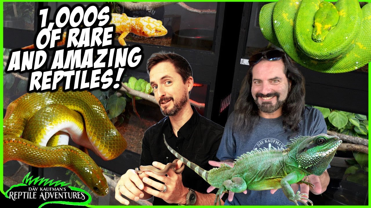 AMAZING REPTILE BREEDING FACILITY IN SOUTH AFRICA! Ultimate Exotics Reptile Room Tour!