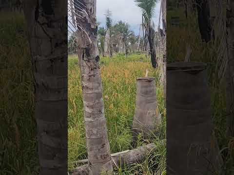 OLHA ESSA LINDA ROÇA