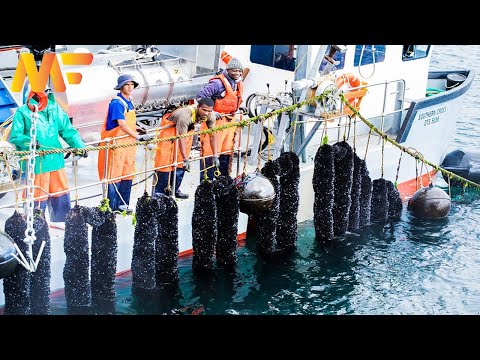 Amazing Mussel Farming | Mussel Harvesting And Processing Factory | Modern Farm:63