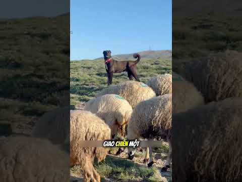 Vì Sao Chó Kangal Phải Đeo Vòng Gai