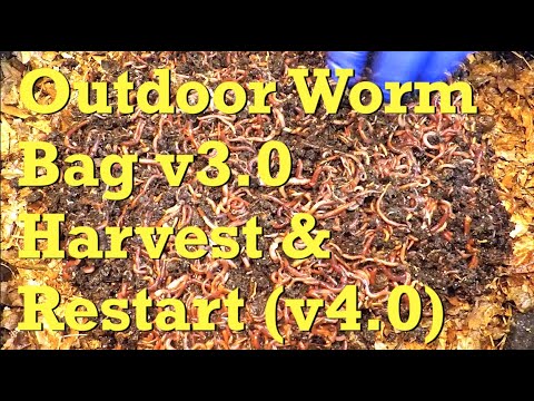 Outdoor worm bag harvest on day 239 & reset to start "version 4.0" - vermicompost