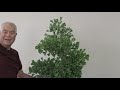 LIGHT TRIM OF GINKGO BONSAI